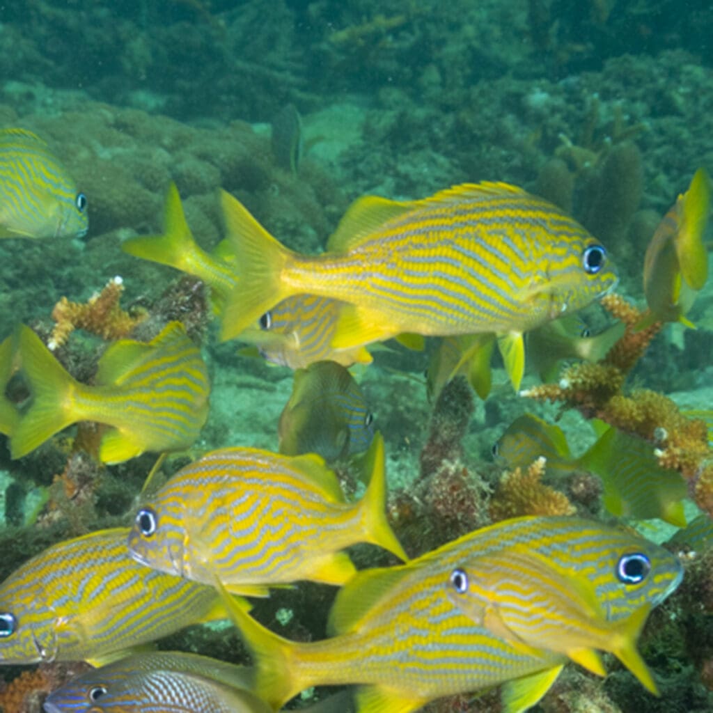 French Grunts in a school