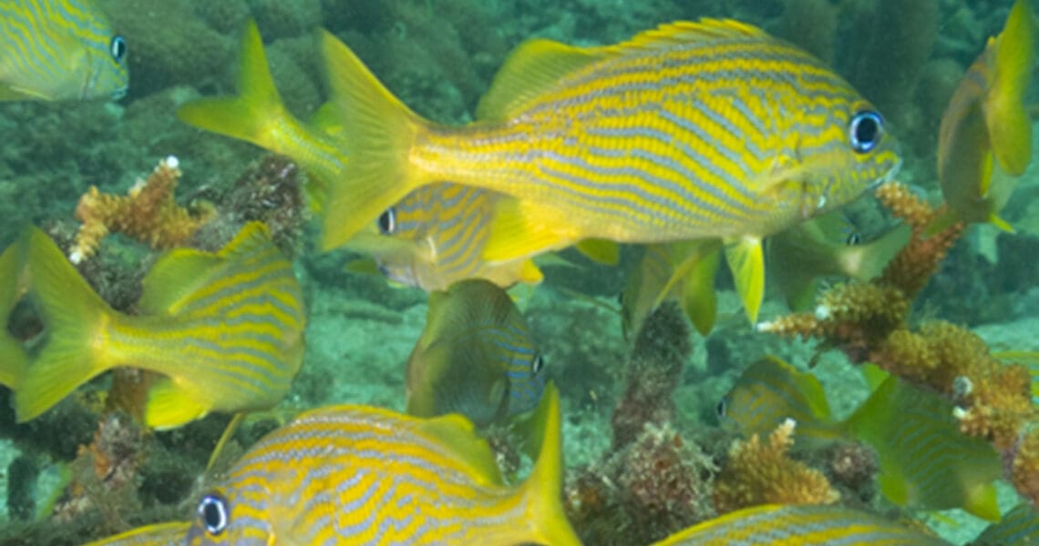 French Grunts in a school