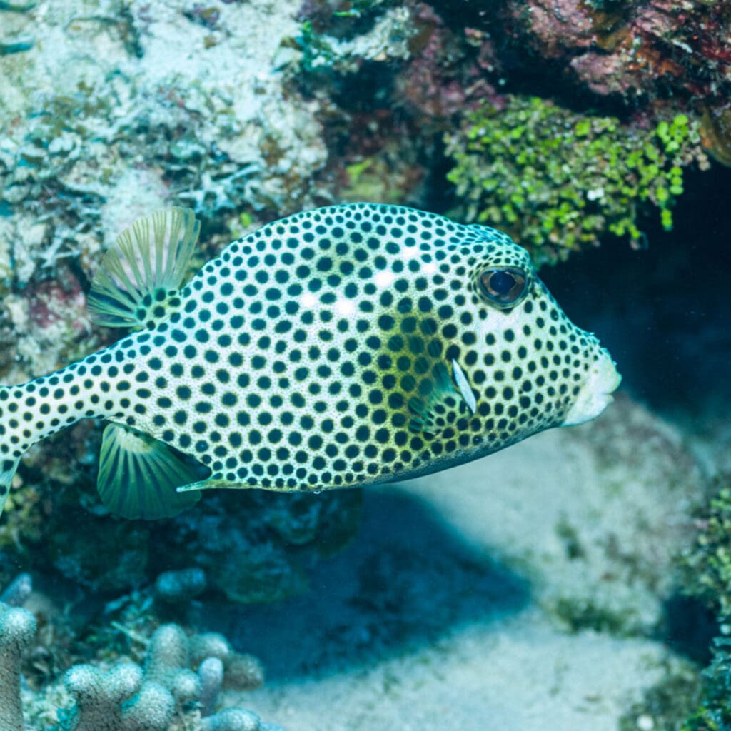 Smooth Trunkfish