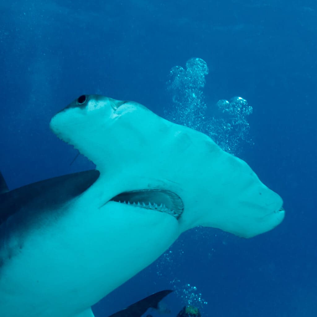 closeup of Hammerhead Shark