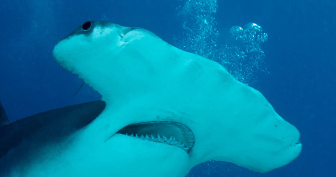 closeup of Hammerhead Shark