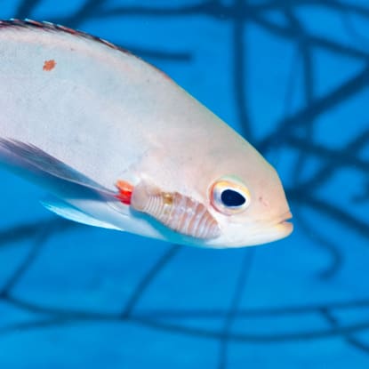 Isopod parasite hanging from the gill flap of a creolefish