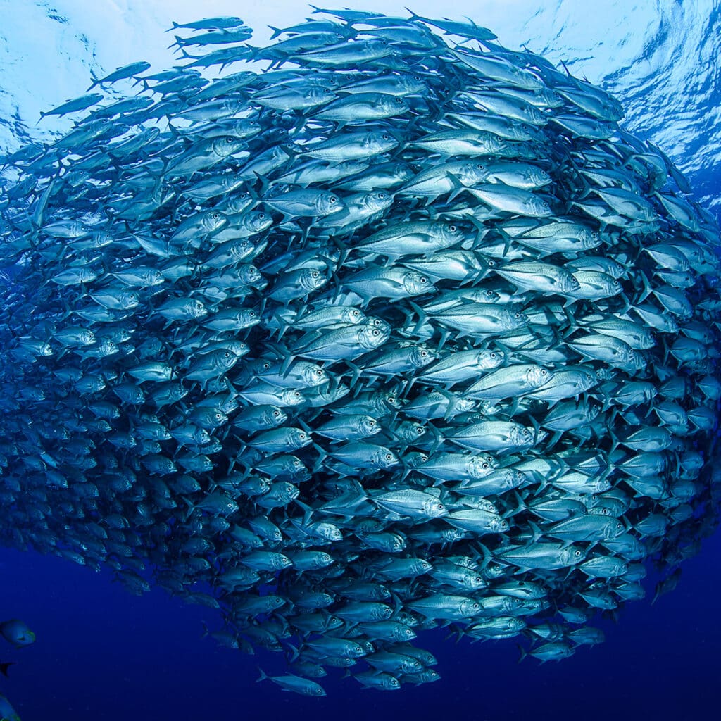 Bigeye trevally jack tornado baitball