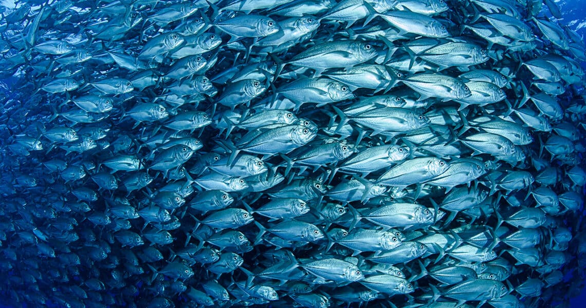 Bigeye trevally jack tornado baitball