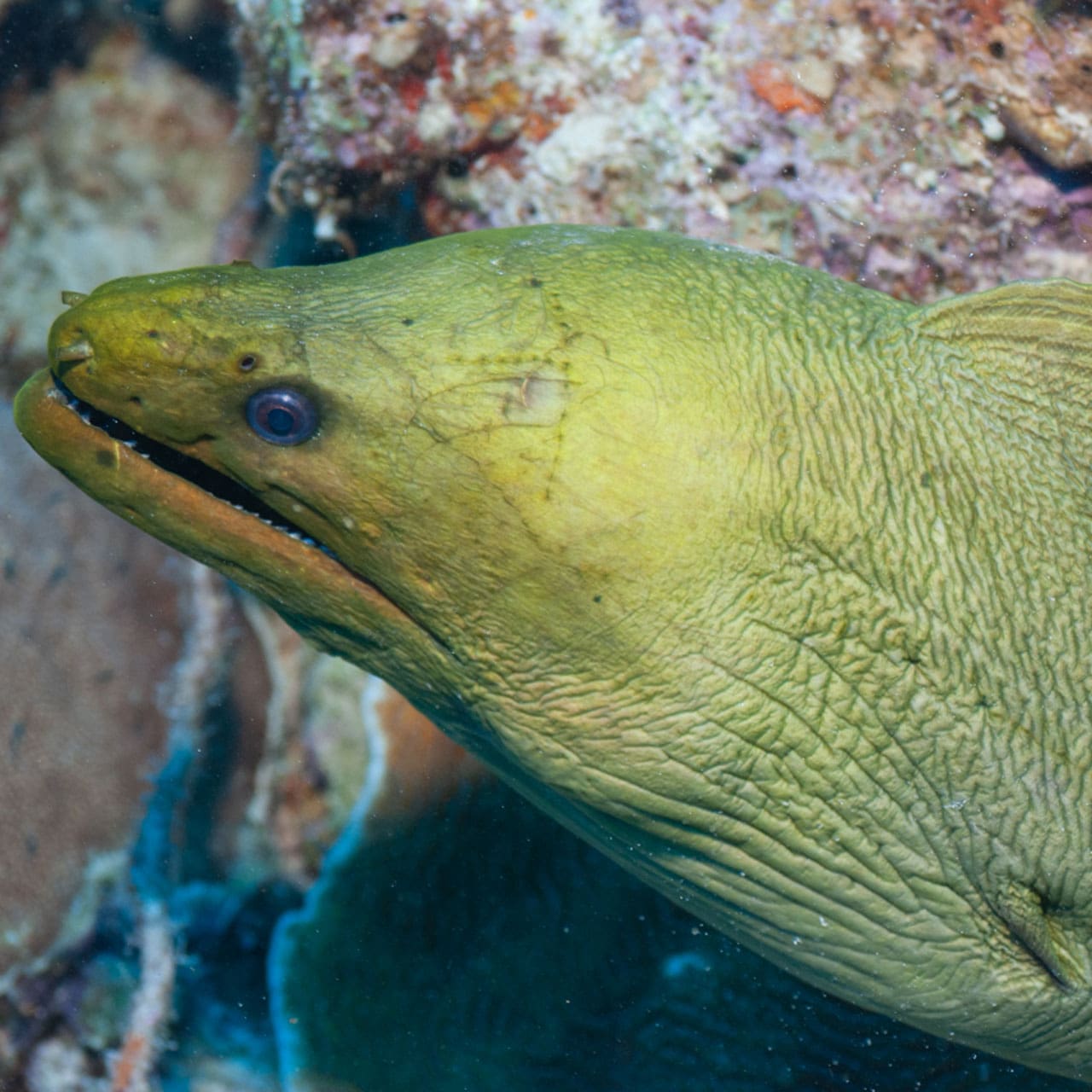 Green Moray Eel from the Aqua Zoo