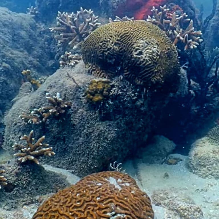 Coral City Camera View