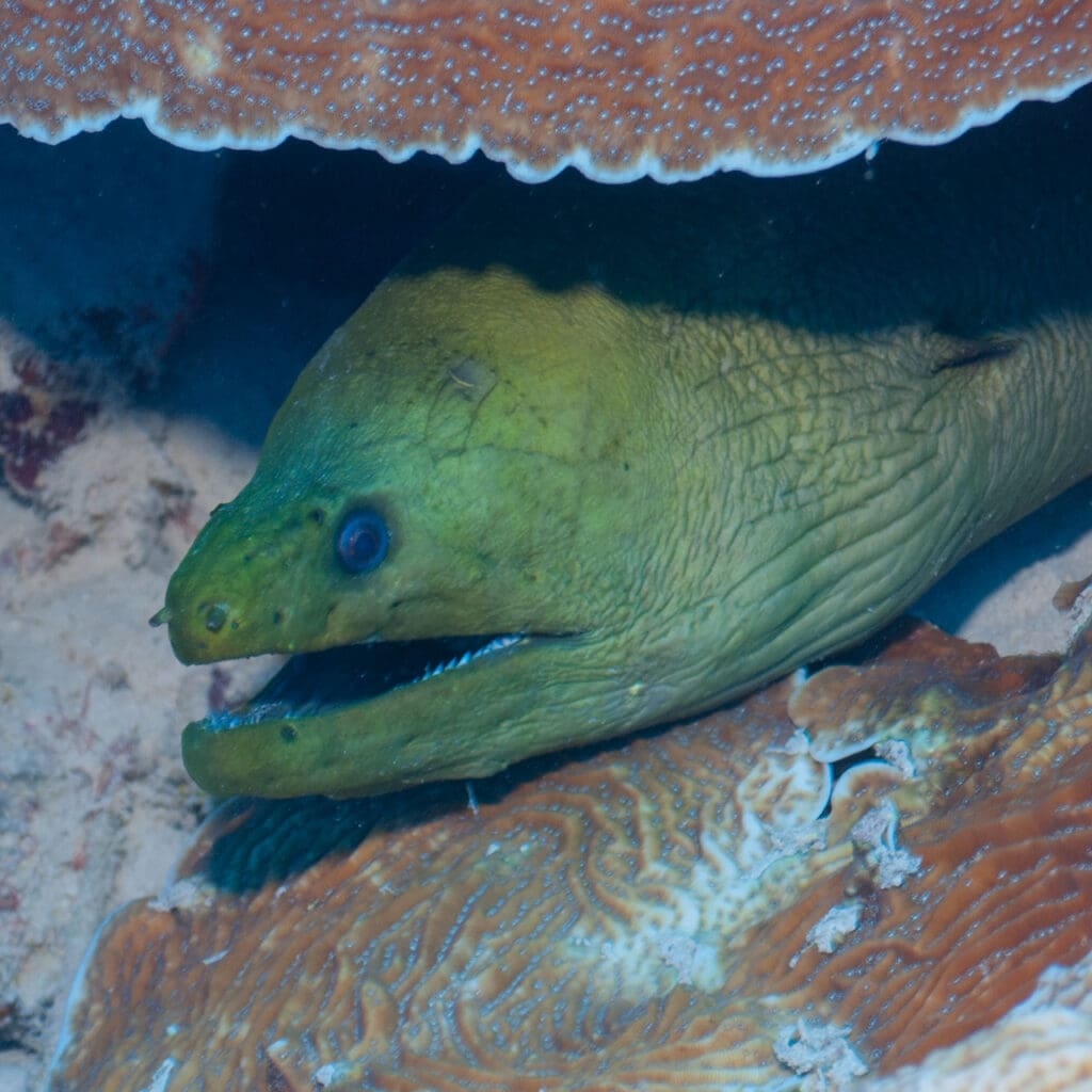 Green Moray Eel peeking out from beneath a coral ledge