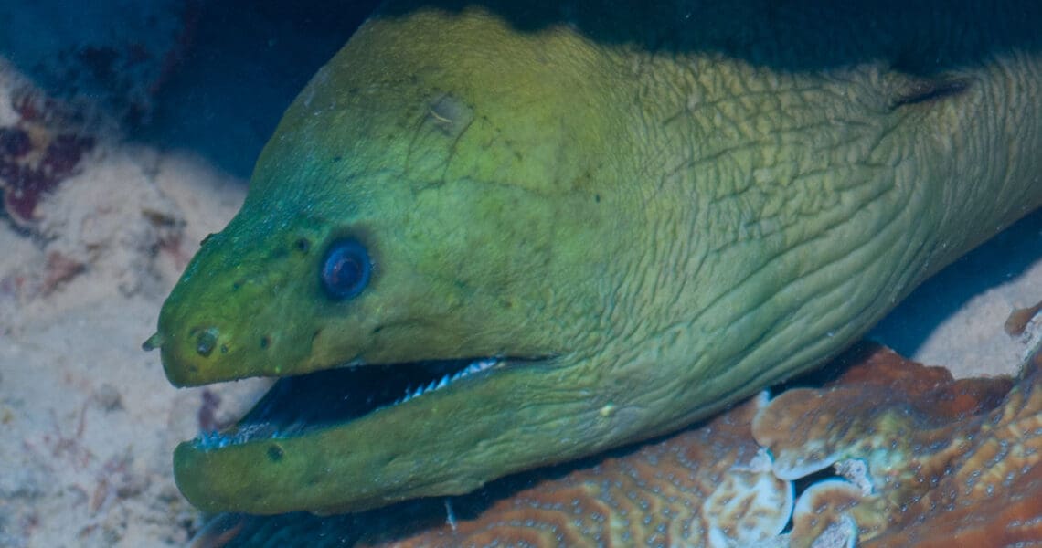 Green Moray Eel peeking out from beneath a coral ledge