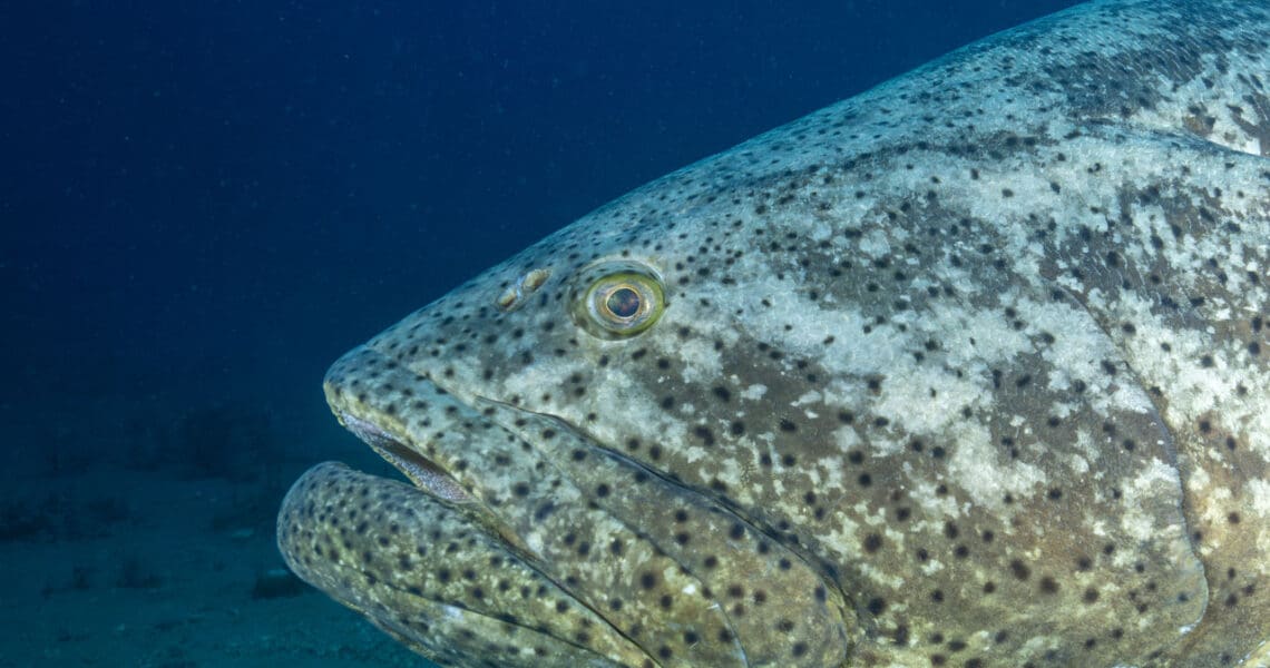 Goliath Grouper