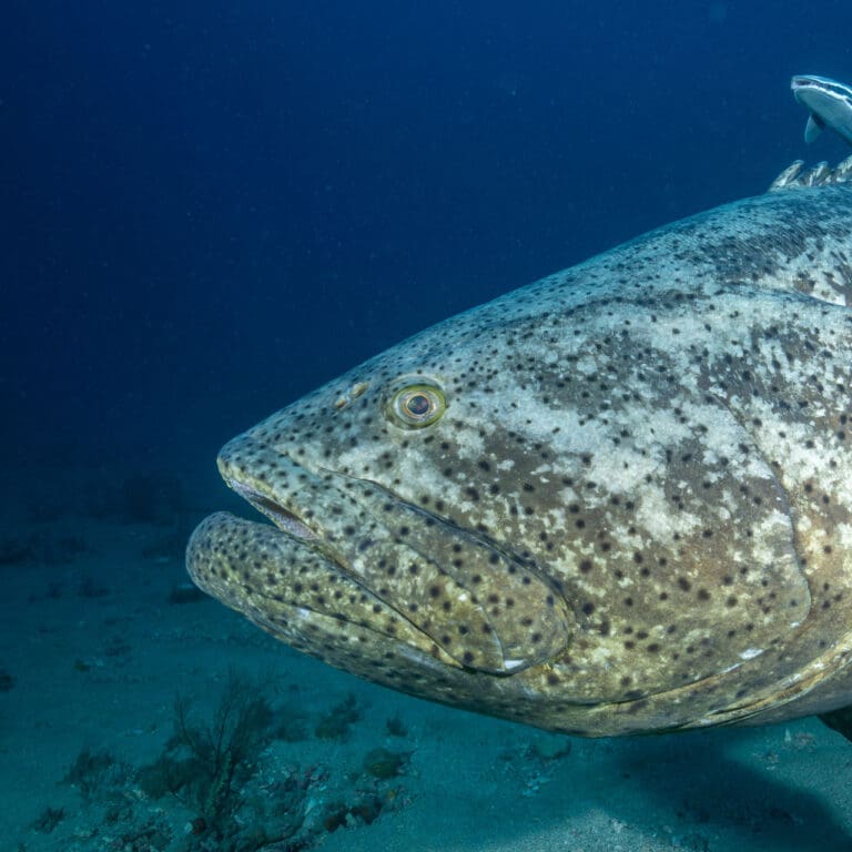Goliath Grouper