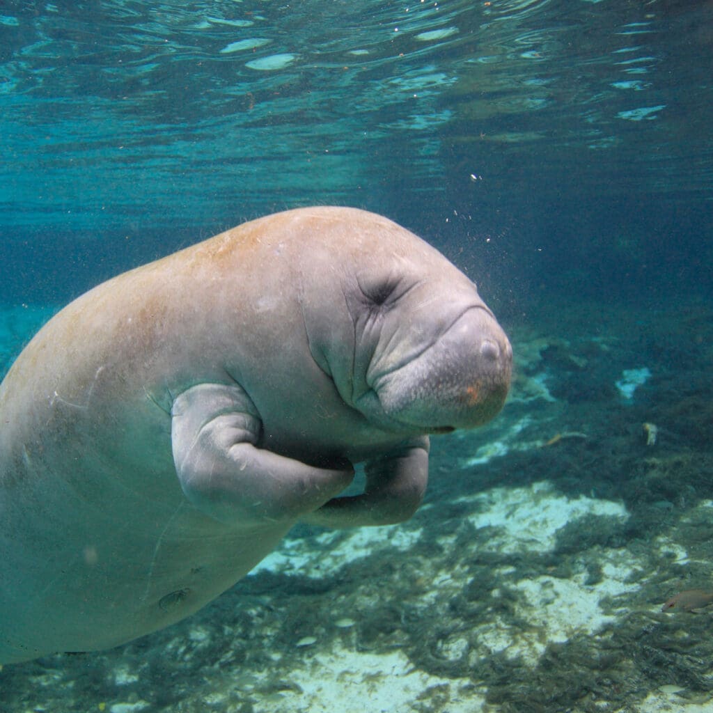 Florida Manatee