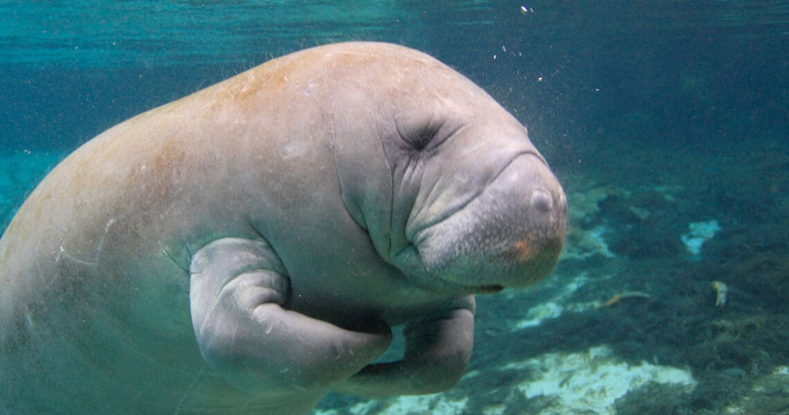 Florida Manatee