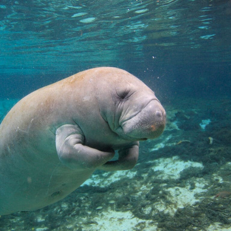 Florida Manatee
