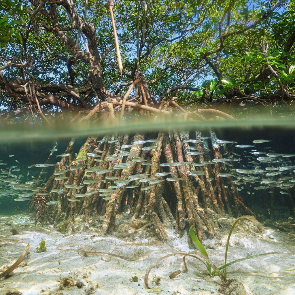 Mangrove roots are a fish nursery