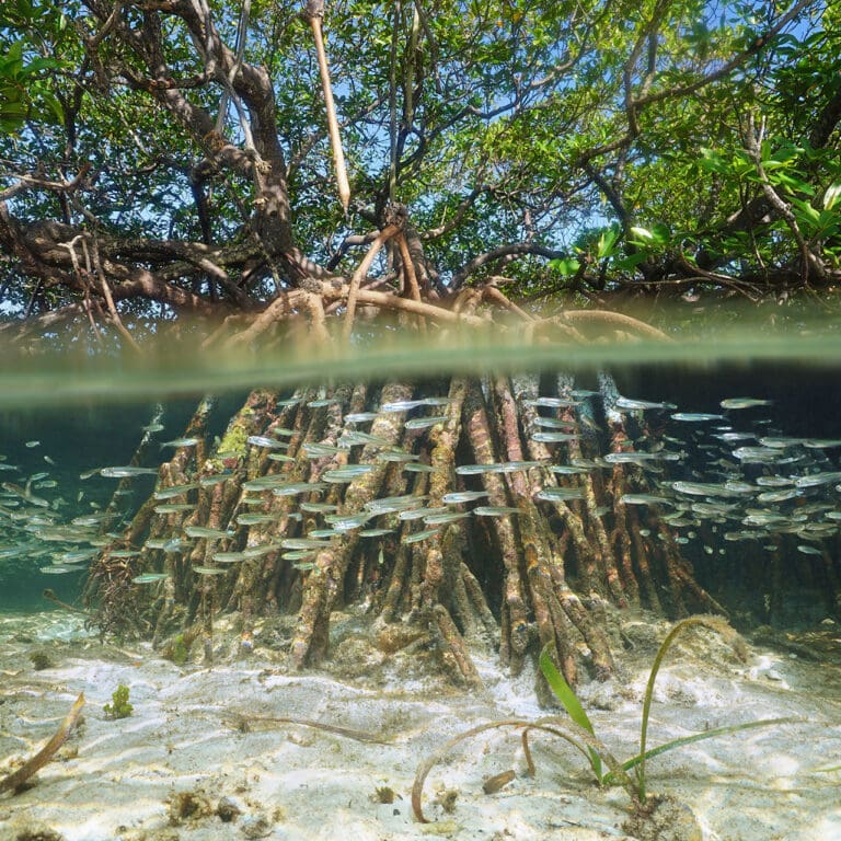 Mangrove roots are a fish nursery