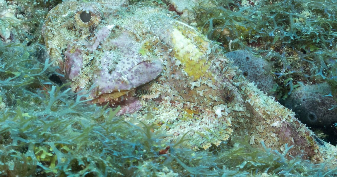 Spotted Scorpionfish