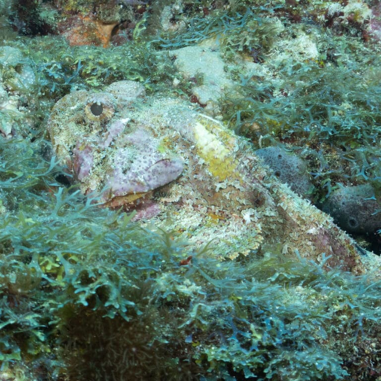 Spotted Scorpionfish