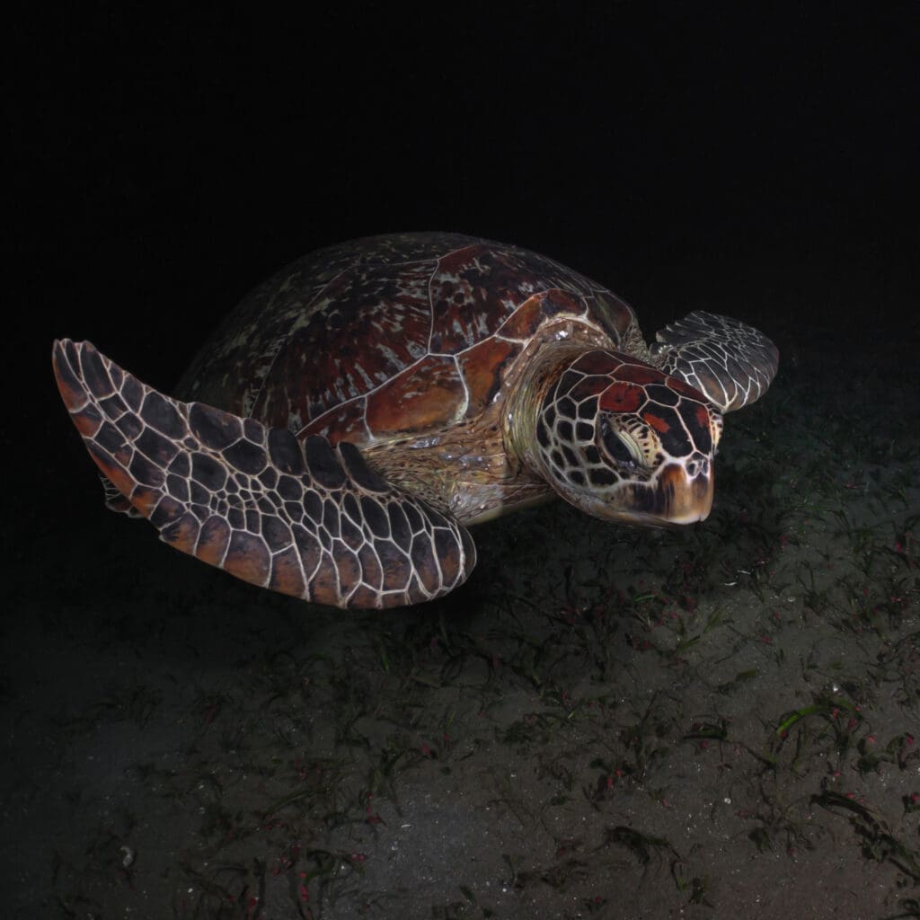 sea turtle on a night dive