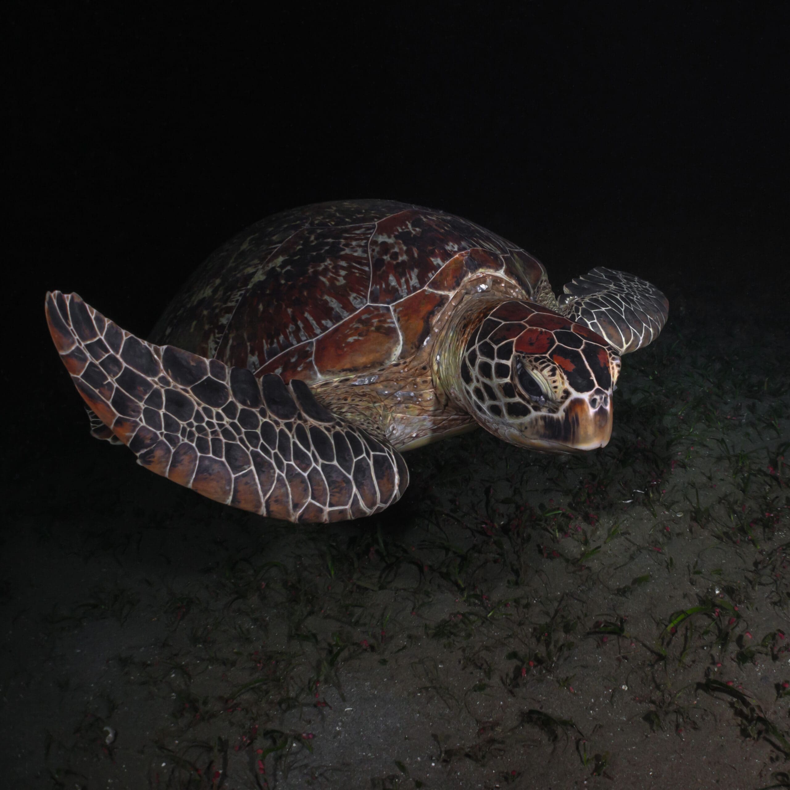 sea turtle on a night dive