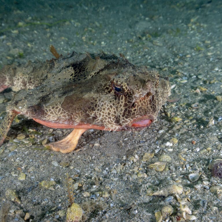 Polka Dot Batfish