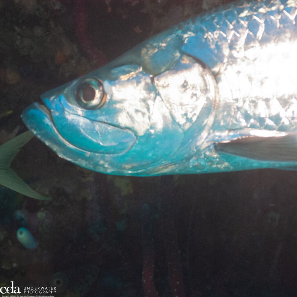 Tarpon