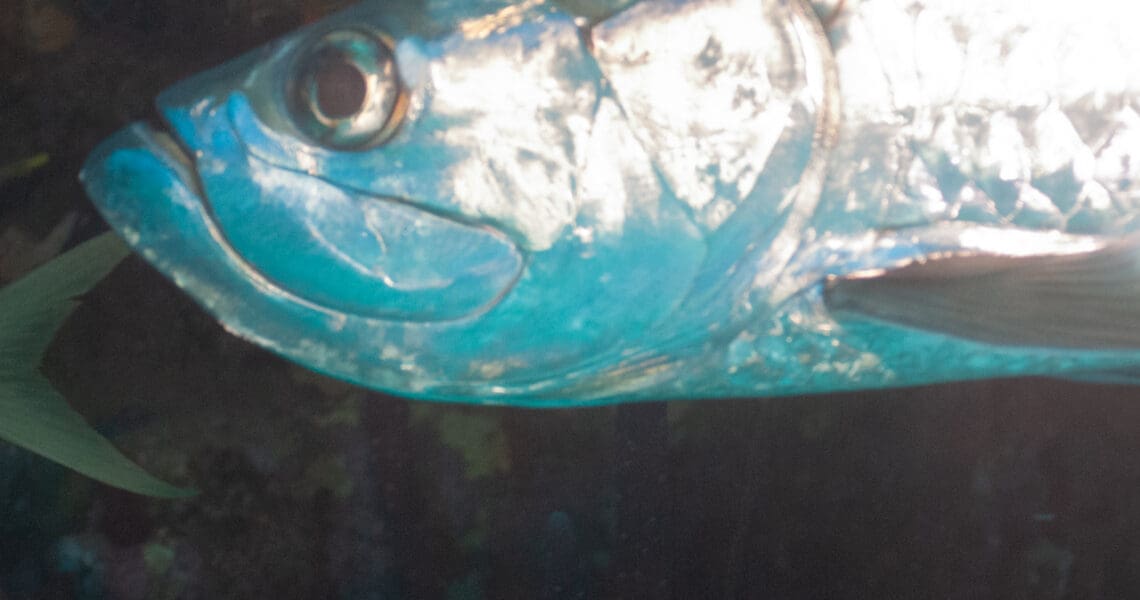 Tarpon