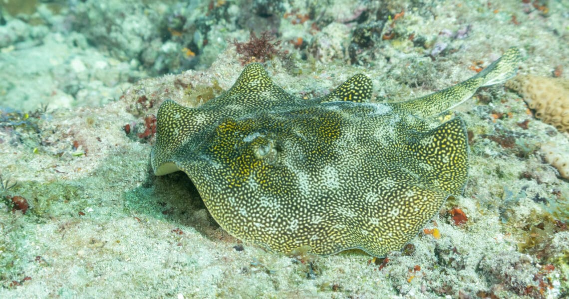 Yellow Stingray