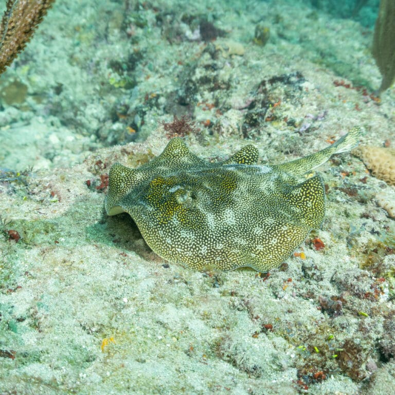 Yellow Stingray