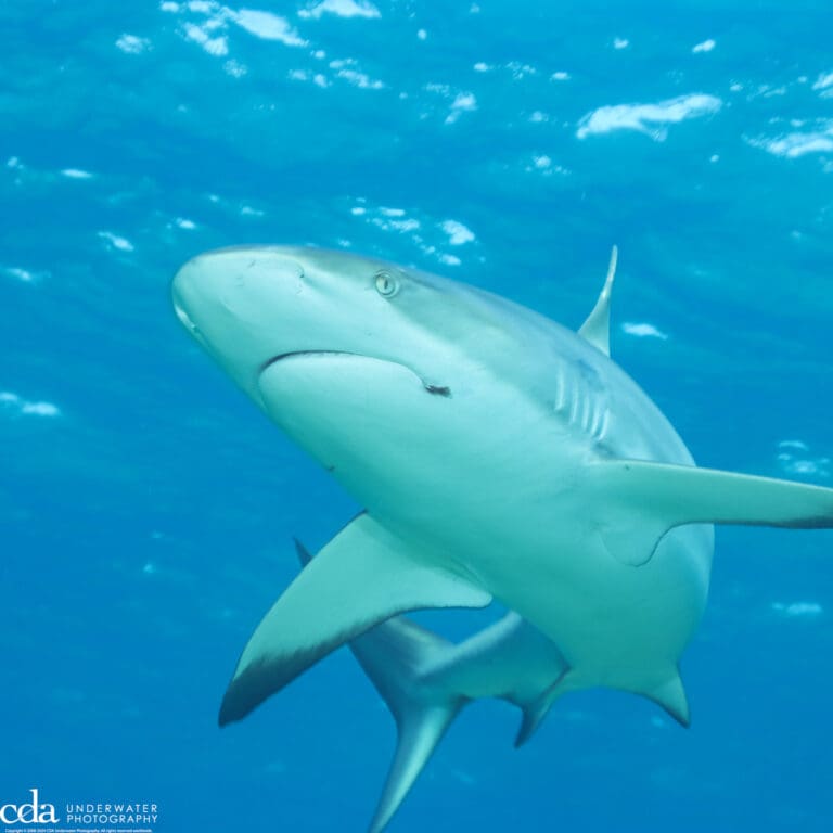Black Tip Reef Shark