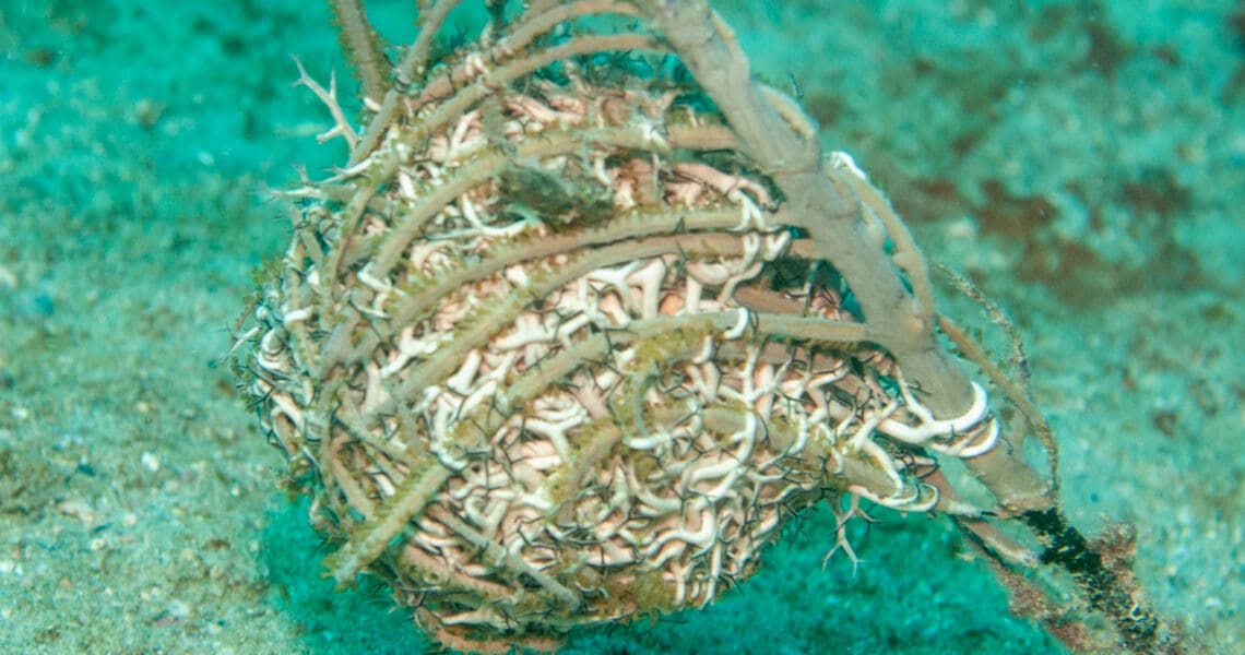 Giant Basket Star curled into a ball and hanging on a gorgonian.