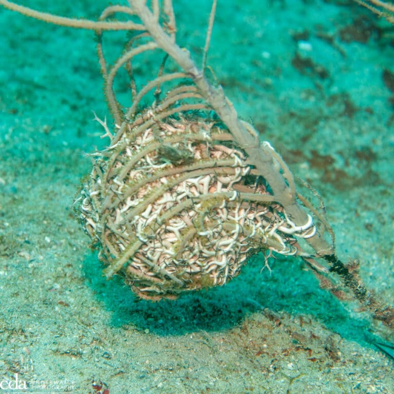 Giant Basket Star curled into a ball and hanging on a gorgonian.