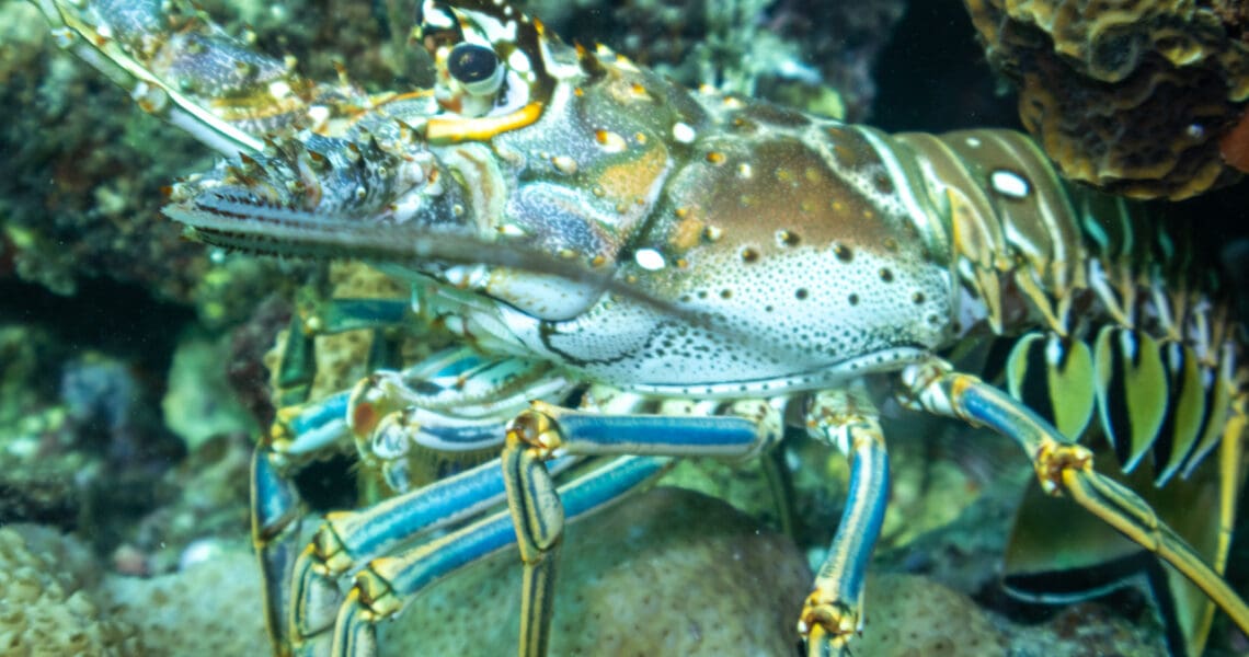 Florida Spiny Lobster