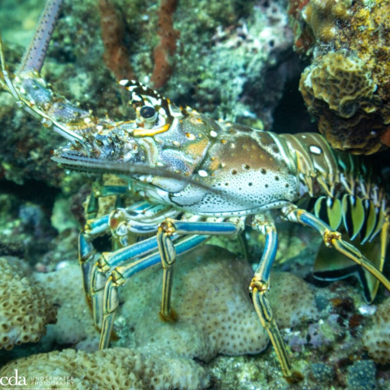 Florida Spiny Lobster