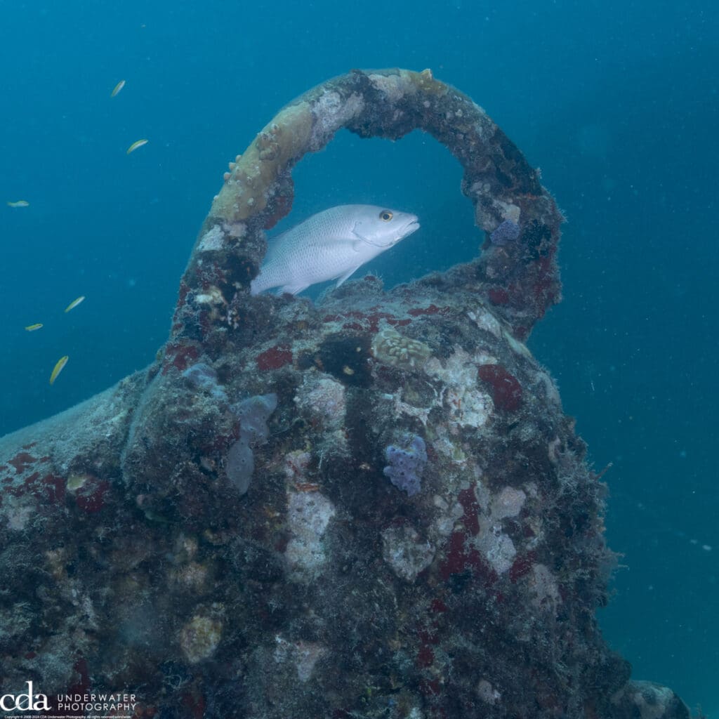 Hide and Seek with a Snapper