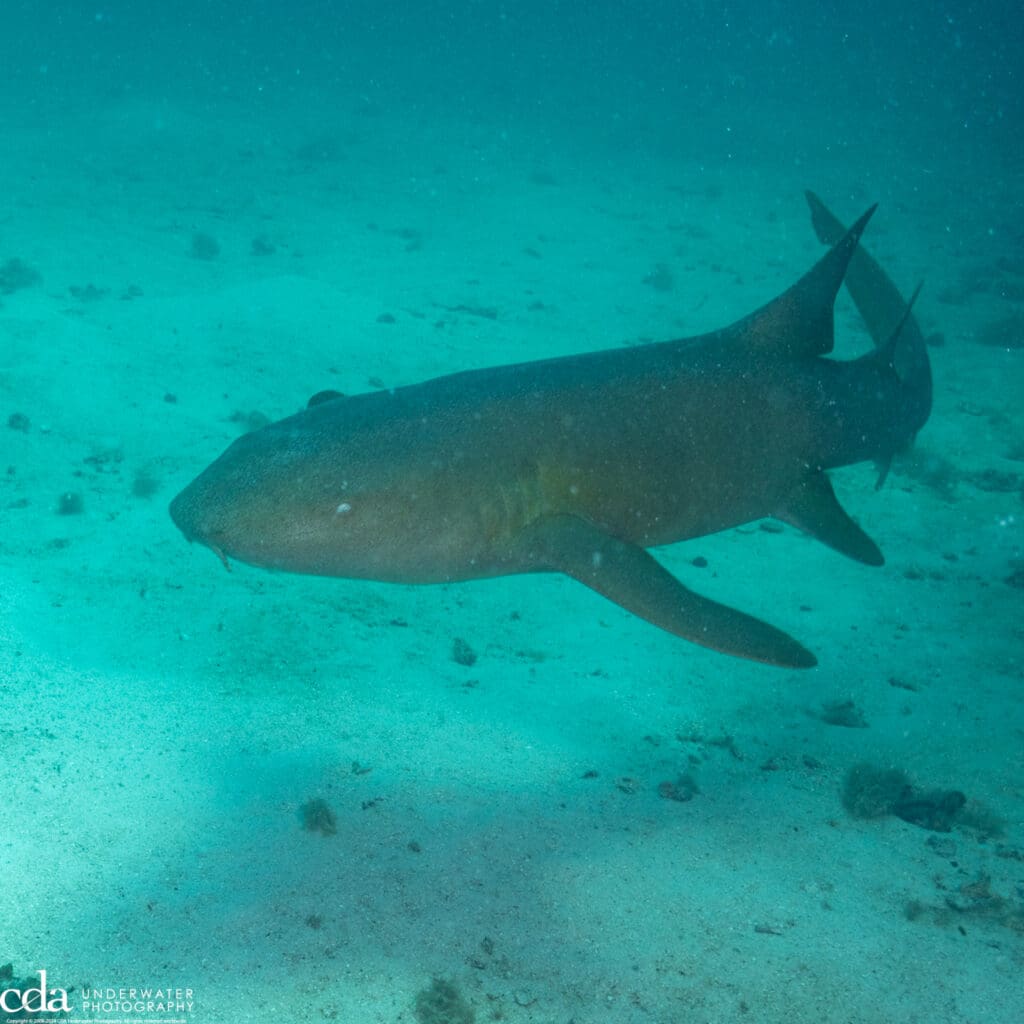 Nurse Shark