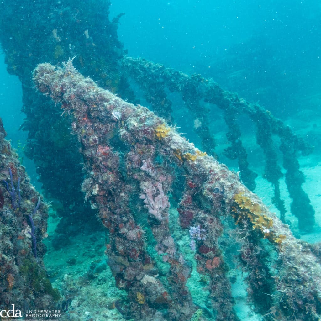 Stairway to Heaven at Neptune Memorial Reef