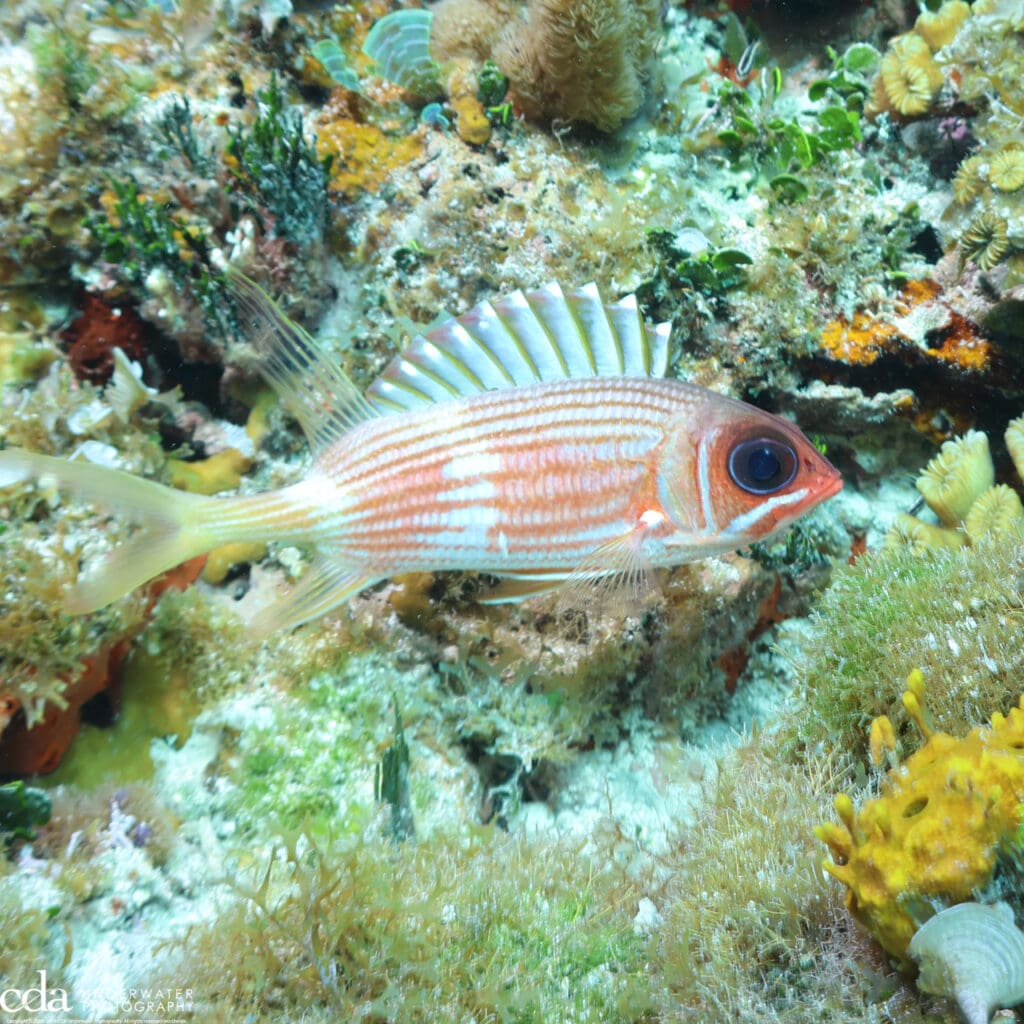 Longspine Squirrelfish