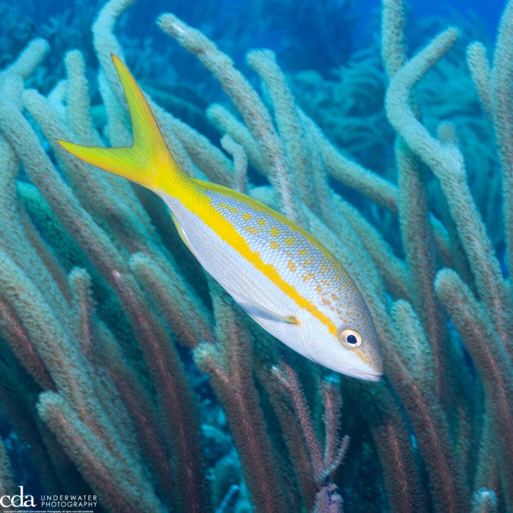 Yellowtail Snapper
