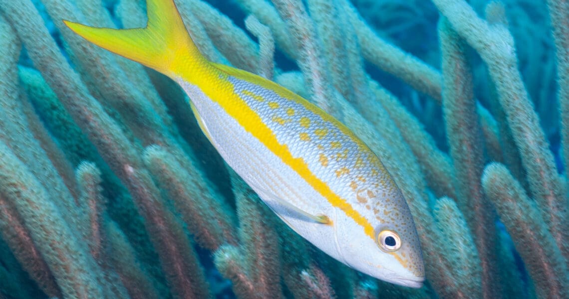 Yellowtail Snapper