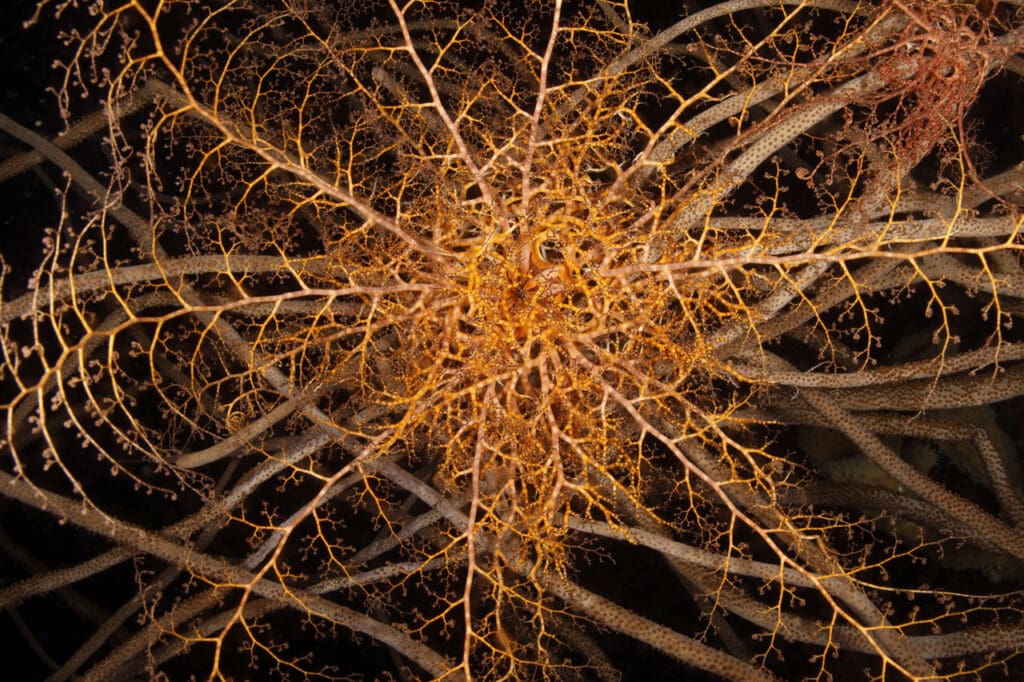 Giant Basket Star unfurled