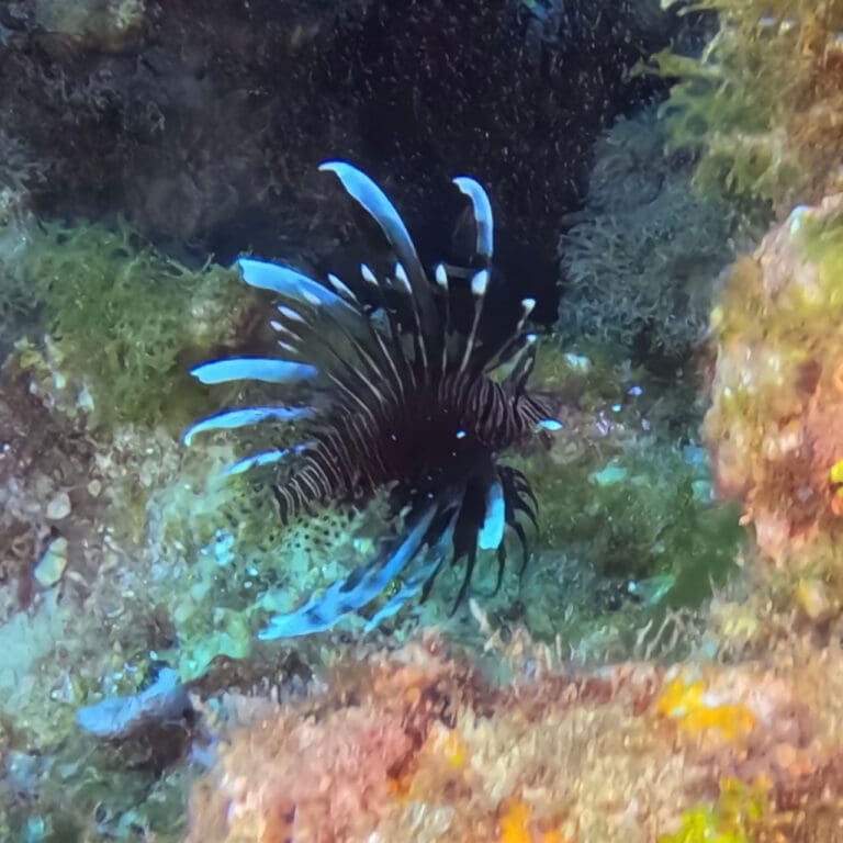 Lionfish