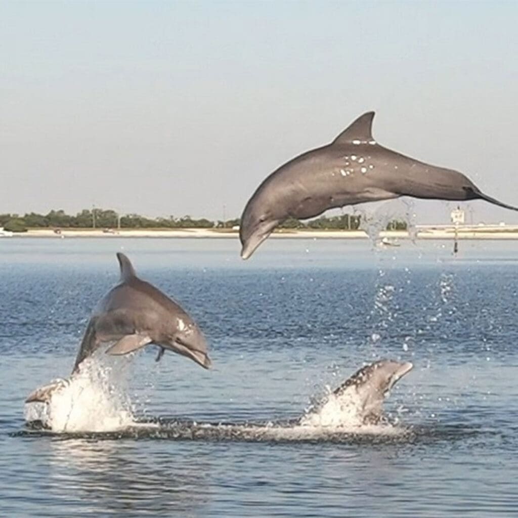 Bottlenose dolphins in Tampa Bay