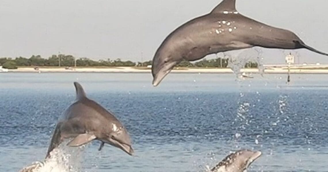 Bottlenose dolphins in Tampa Bay