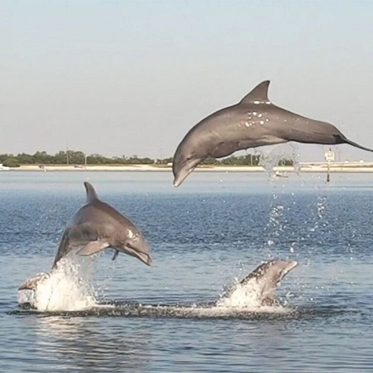 Bottlenose dolphins in Tampa Bay