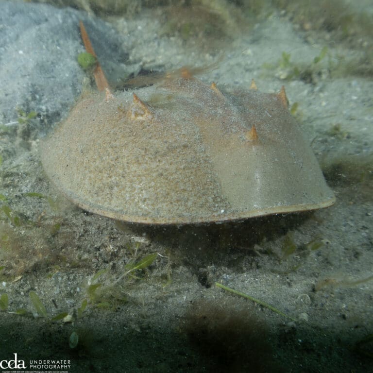 Horseshoe Crab