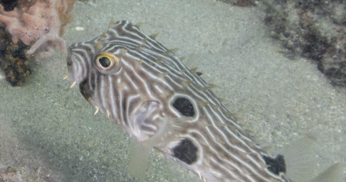 Striped Burrfish