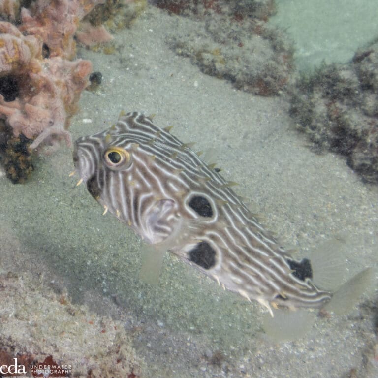 Striped Burrfish