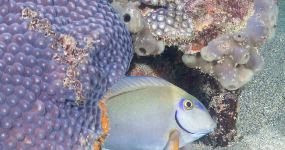 Lauderdale by the Sea star coral and ocean surgeonfish