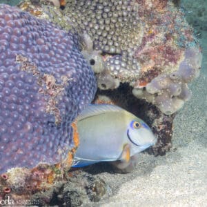 Shore Dive Lauderdale by the Sea