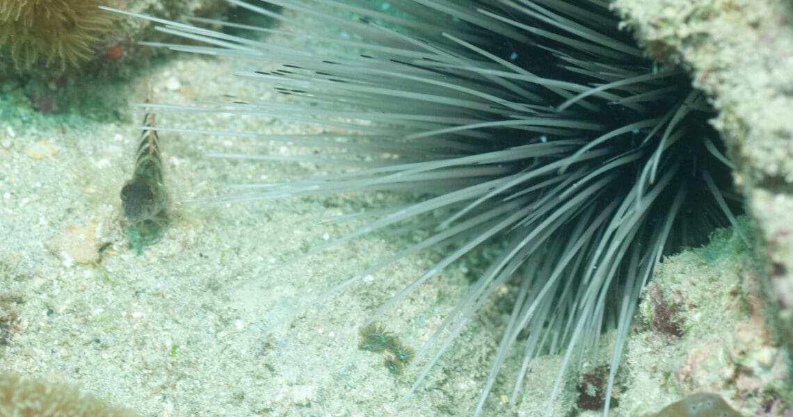 Longspine Sea Urchin